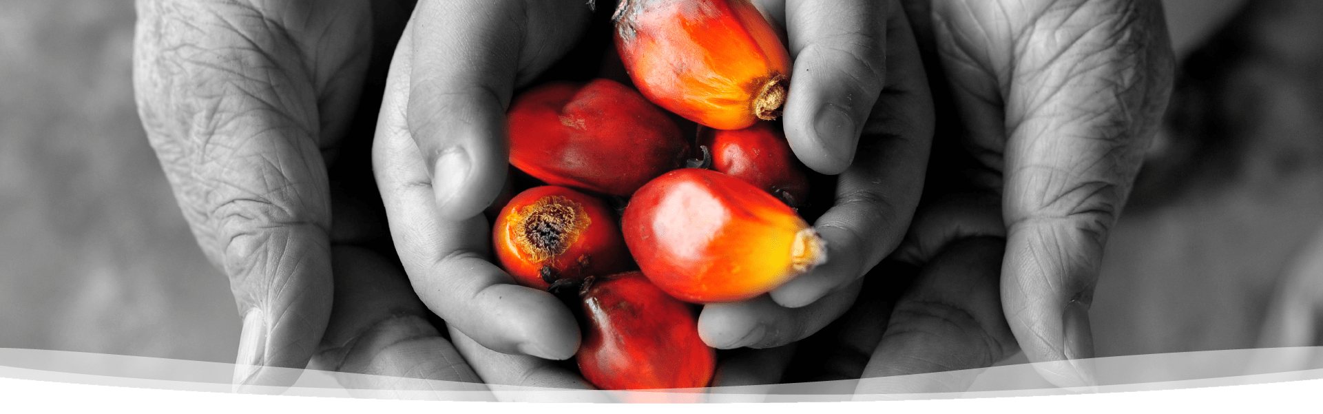 Red Palm Oil